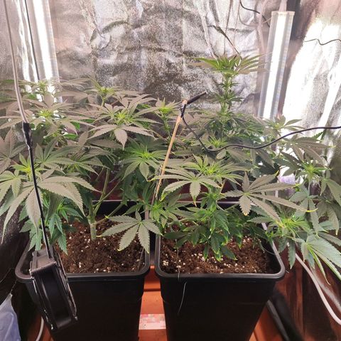 Kush growlog timeline photo