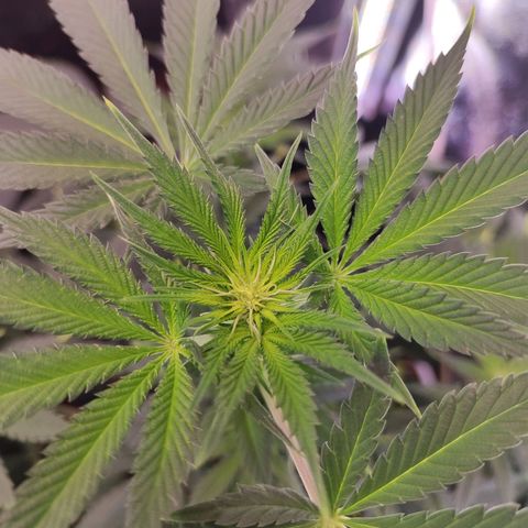 Kush growlog timeline photo
