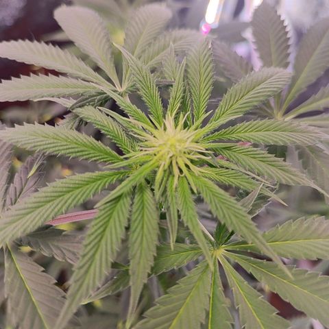Kush growlog timeline photo