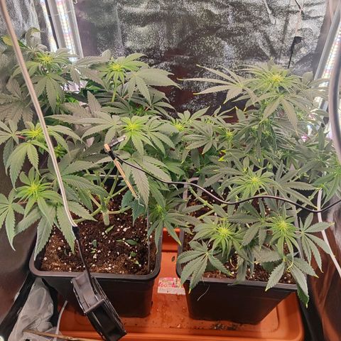 Kush growlog timeline photo