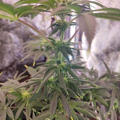 Kush growlog timeline photo