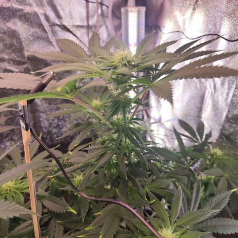 Kush growlog timeline photo