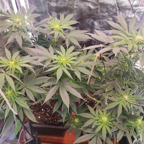 Kush growlog timeline photo