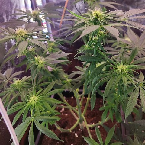 Kush growlog timeline photo