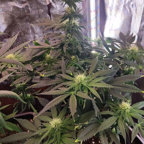 Kush growlog timeline photo