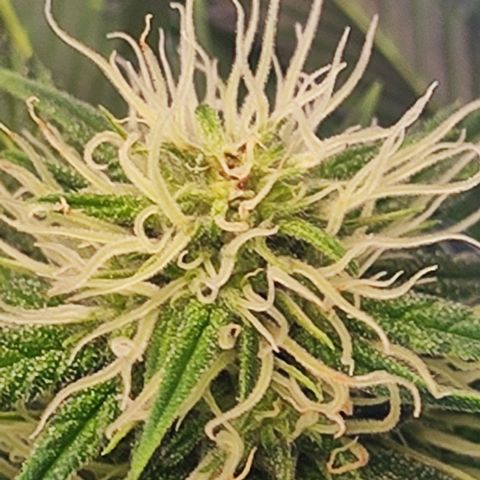 Kush growlog timeline photo