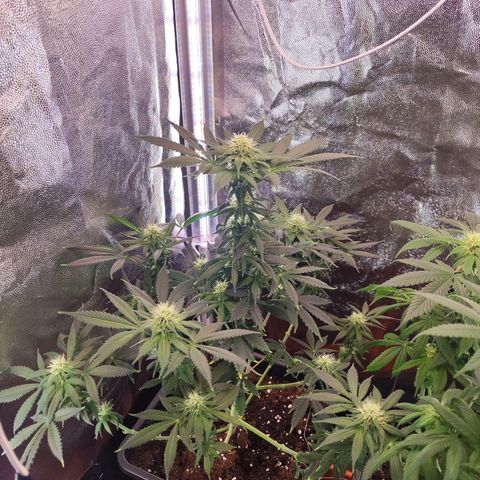 Kush growlog photo: Por ser mi primera plantación en interior y con los únicos consejos de mis queridos fumetas digitales creo que no está nada mal.
Satisfecho total.