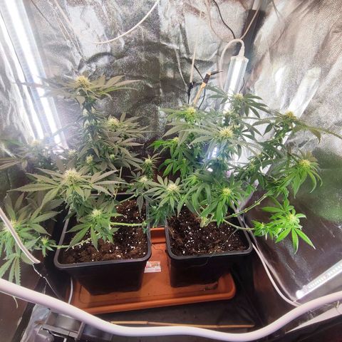 Kush growlog photo: Por ser mi primera plantación en interior y con los únicos consejos de mis queridos fumetas digitales creo que no está nada mal.
Satisfecho total.