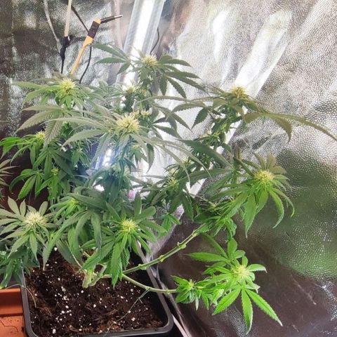Kush growlog photo: Por ser mi primera plantación en interior y con los únicos consejos de mis queridos fumetas digitales creo que no está nada mal.
Satisfecho total.