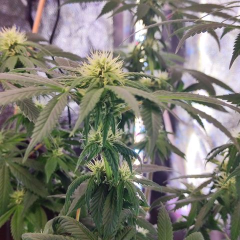 Kush growlog photo: Por ser mi primera plantación en interior y con los únicos consejos de mis queridos fumetas digitales creo que no está nada mal.
Satisfecho total.