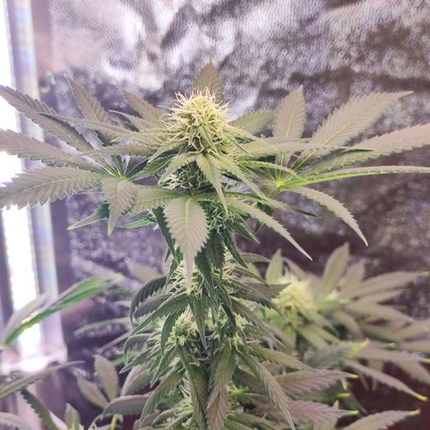 Kush growlog photo: Por ser mi primera plantación en interior y con los únicos consejos de mis queridos fumetas digitales creo que no está nada mal.
Satisfecho total.