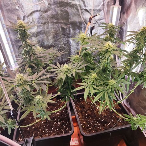 Kush growlog timeline photo