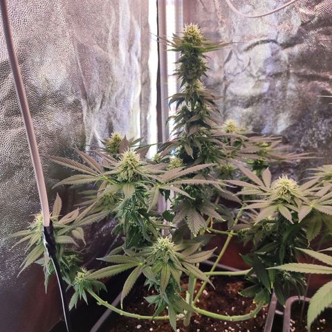 Kush growlog timeline photo