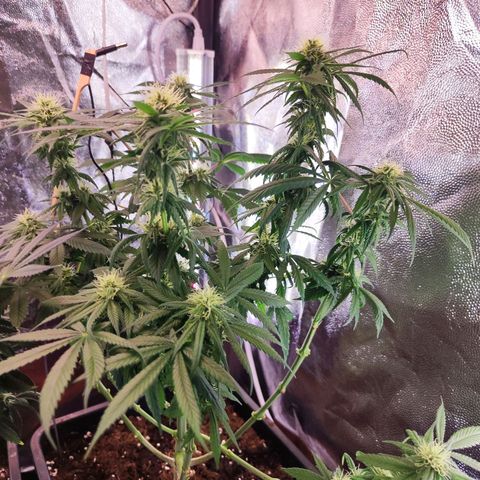 Kush growlog timeline photo