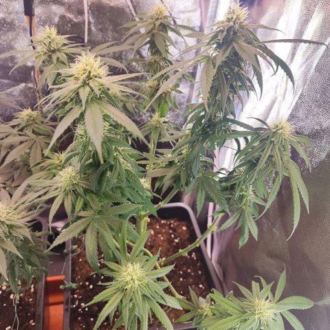 Kush growlog timeline photo