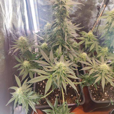 Kush growlog timeline photo