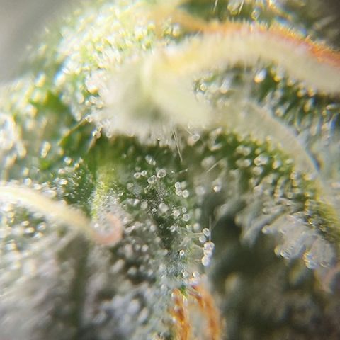 Kush growlog photo: A falta de más de 15 días los tricomas aún están transparentes.