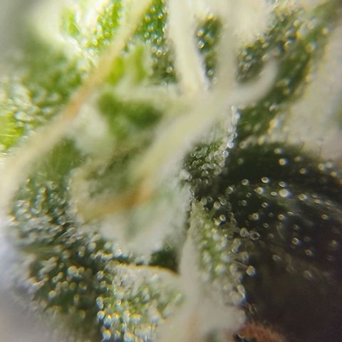 Kush growlog photo: A falta de más de 15 días los tricomas aún están transparentes.