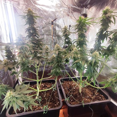 Kush growlog timeline photo