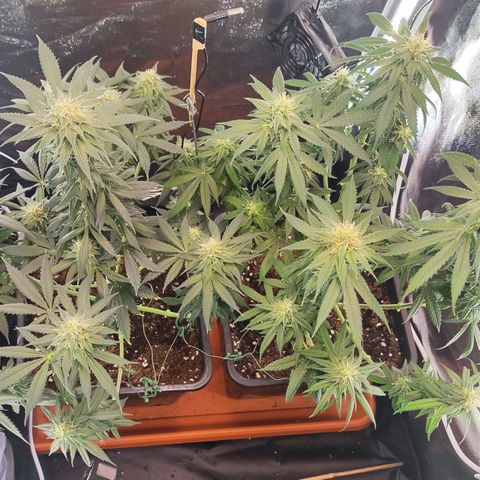 Kush growlog timeline photo