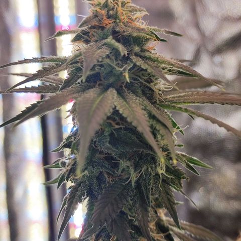 Kush growlog timeline photo