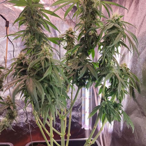 Kush growlog timeline photo