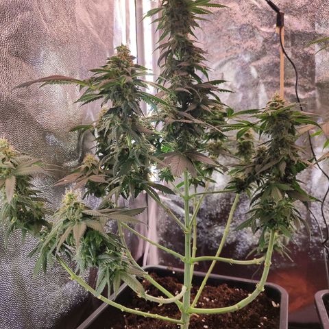Kush growlog timeline photo