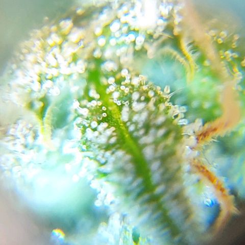 Kush growlog photo: Mi intención es que la mayoría de tricomas sean ámbar para conseguir un efecto relajante y narcótica.