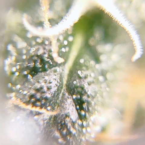 Kush growlog photo: Mi intención es que la mayoría de tricomas sean ámbar para conseguir un efecto relajante y narcótica.