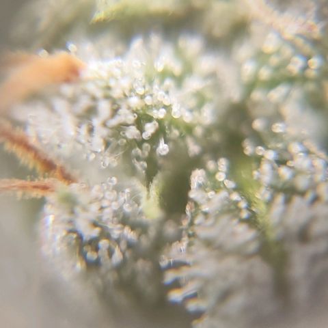 Kush growlog photo: Aún no está suficiente maduro para su ejecución 🤣