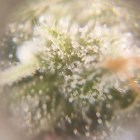 Kush growlog photo: Aún no está suficiente maduro para su ejecución 🤣