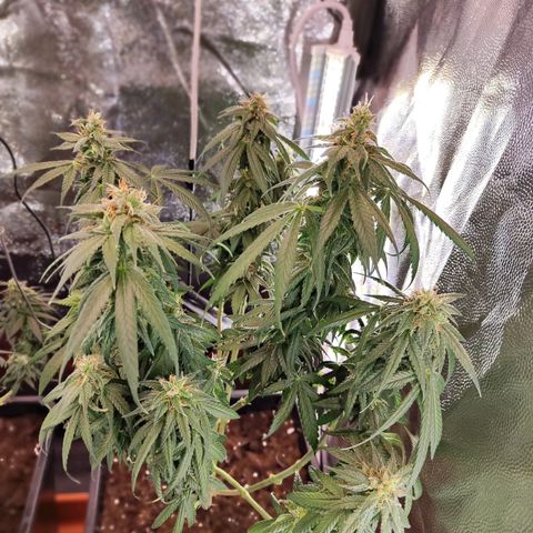 Kush growlog timeline photo
