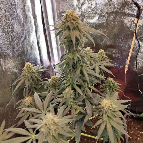 Kush growlog timeline photo