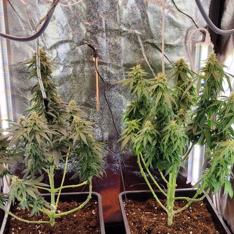 Kush growlog timeline photo
