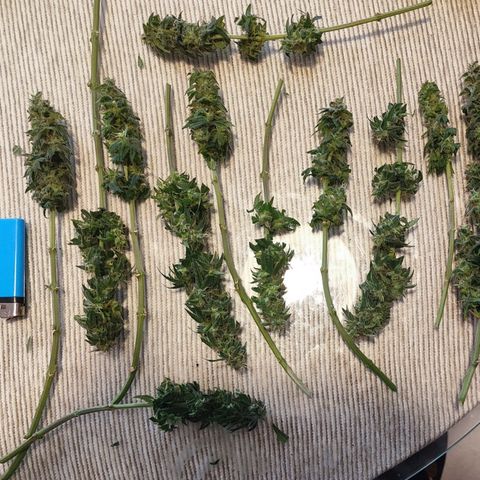 Kush growlog photo: Primera cosecha.
Muy satisfecho 