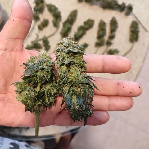 Kush growlog photo: Primera cosecha.
Muy satisfecho 
