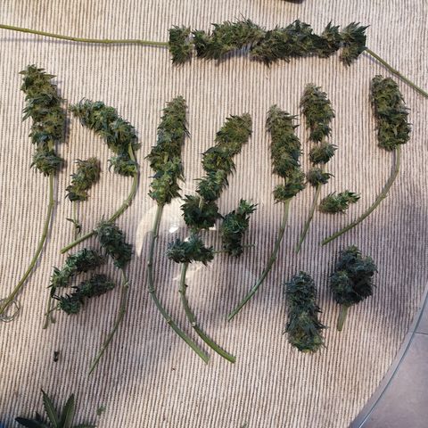 Kush growlog photo: Primera cosecha.
Muy satisfecho 