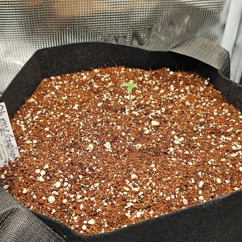 Auto OH My Gusher #2 growlog timeline photo