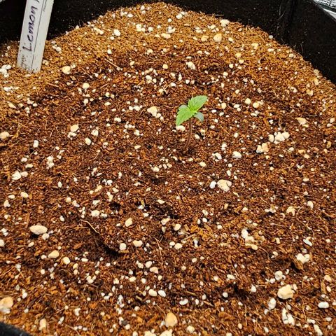 Lemon 🍋 Auto  growlog timeline photo