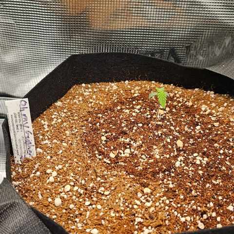 Auto OH My Gusher #2 growlog timeline photo