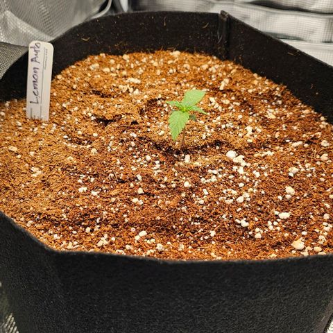 Lemon 🍋 Auto  growlog timeline photo