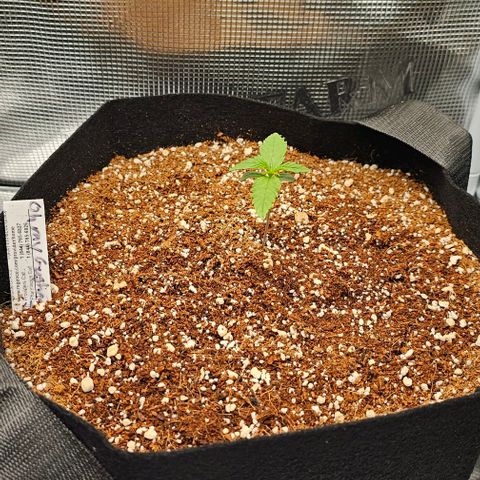 Auto OH My Gusher #2 growlog timeline photo