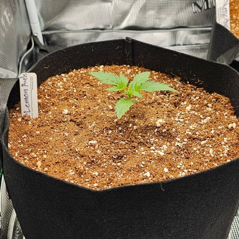 Lemon 🍋 Auto  growlog timeline photo
