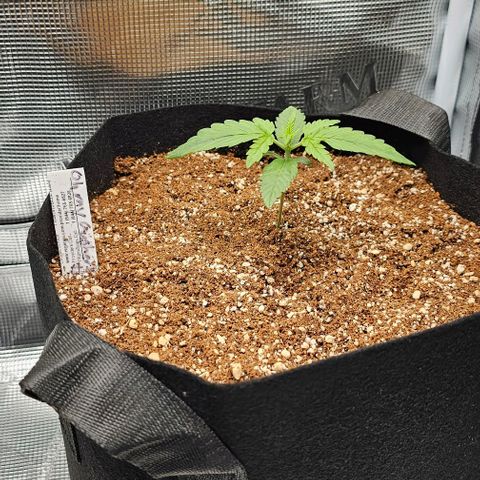 Auto OH My Gusher #2 growlog timeline photo