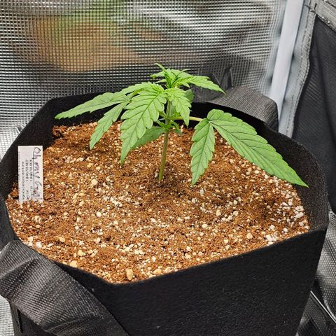 Auto OH My Gusher #2 growlog timeline photo