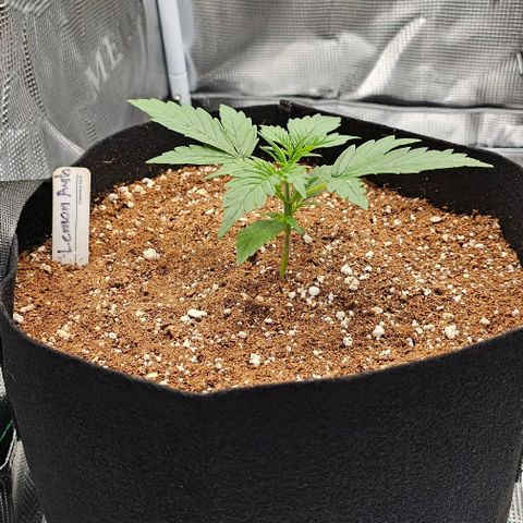 Lemon 🍋 Auto  growlog timeline photo