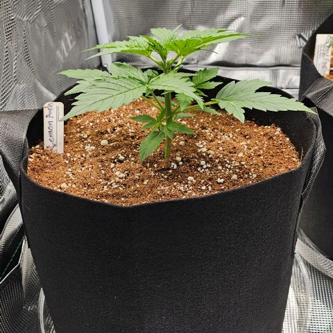 Lemon 🍋 Auto  growlog timeline photo