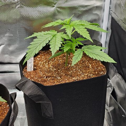 Auto OH My Gusher #2 growlog timeline photo