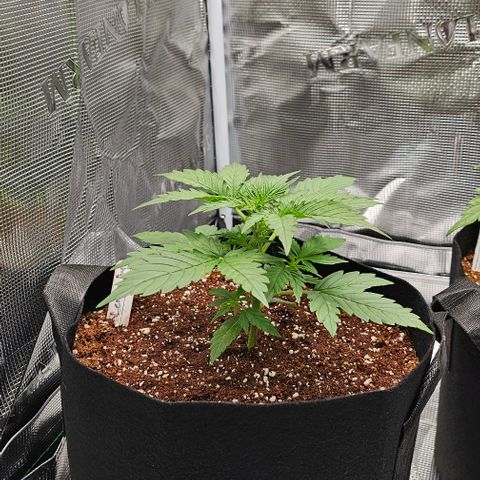 Lemon 🍋 Auto  growlog timeline photo