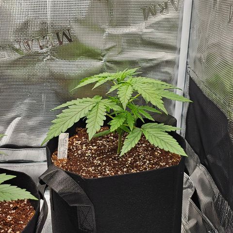 Auto OH My Gusher #2 growlog timeline photo